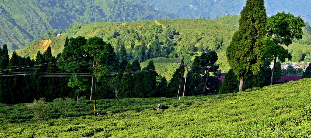 Happy Valley Tea Estate